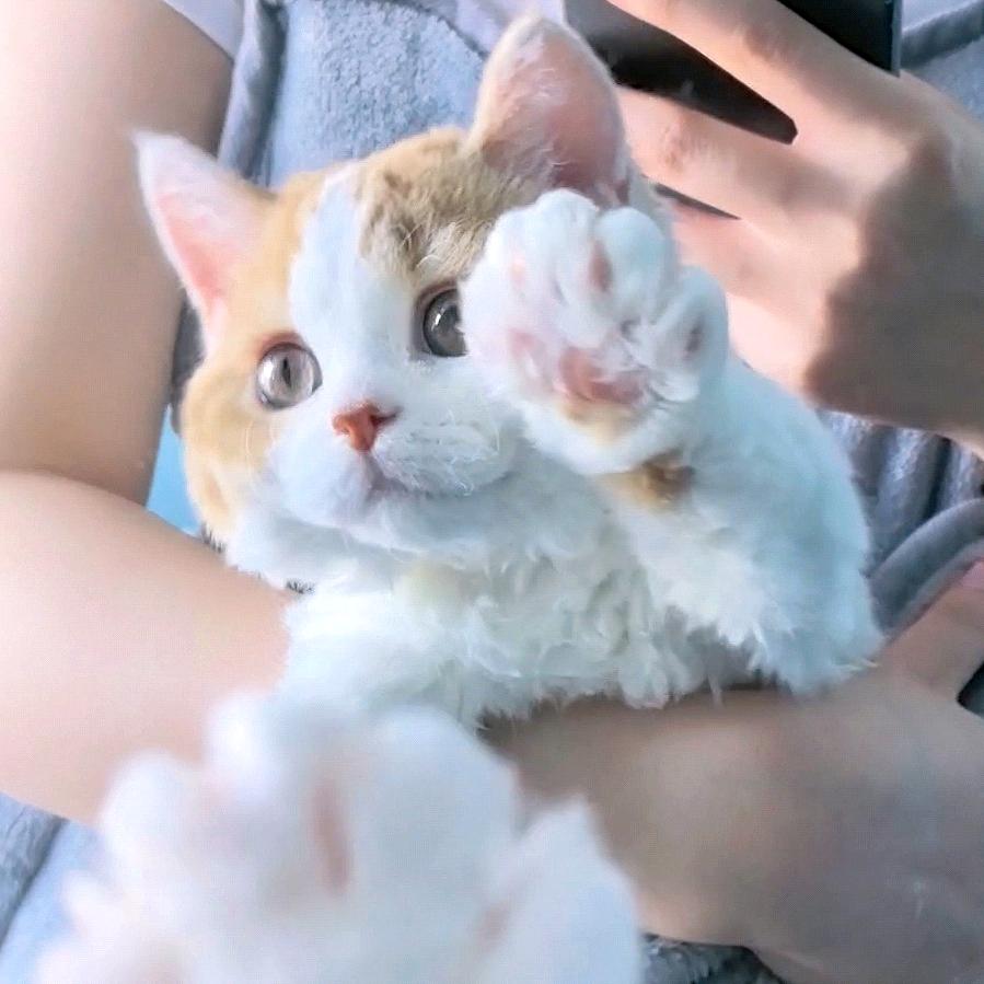 进宝小羊羔😺