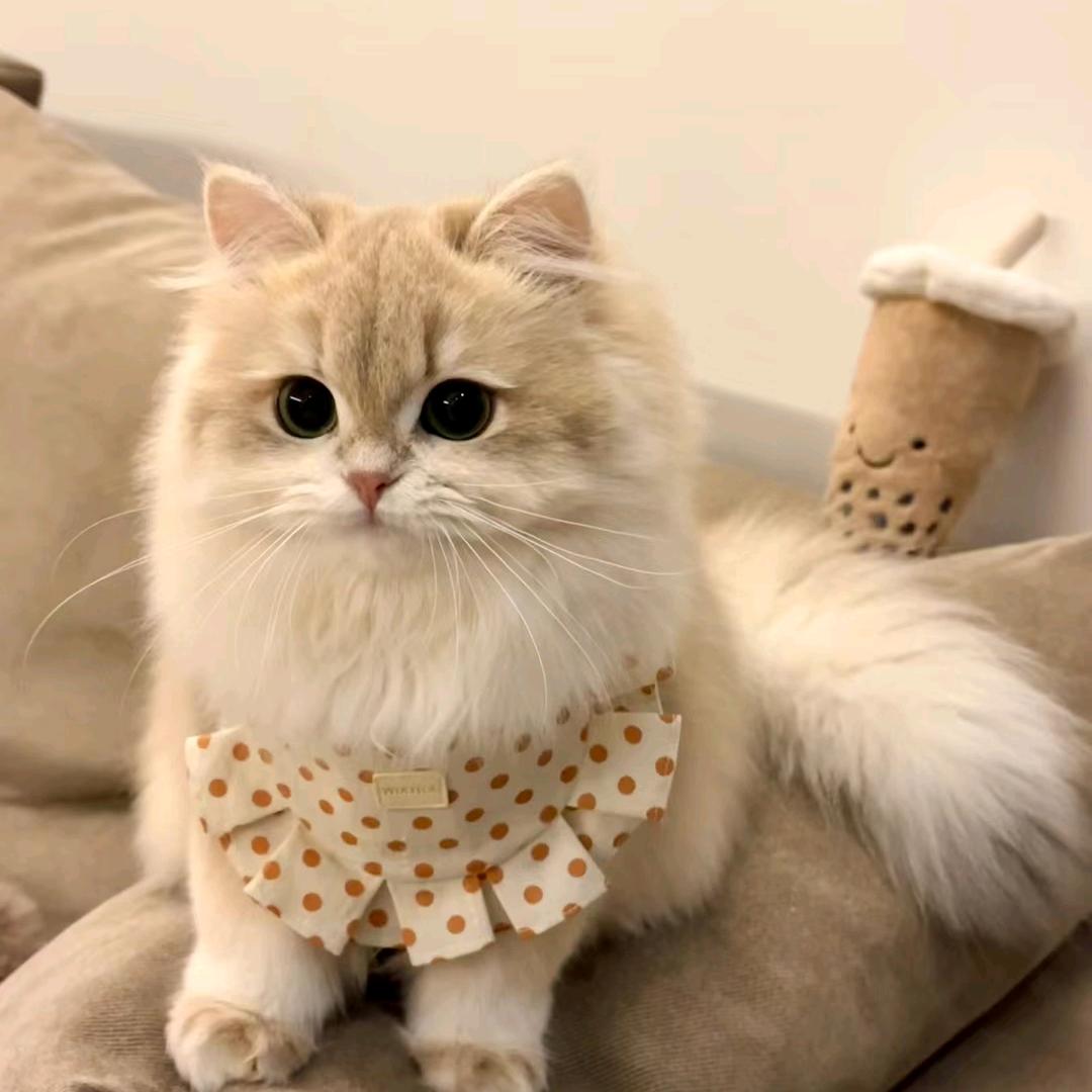 饲吉猫粮
