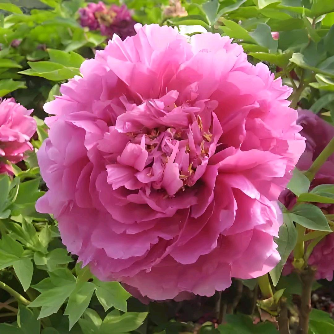 解忧坊（牡丹花农）