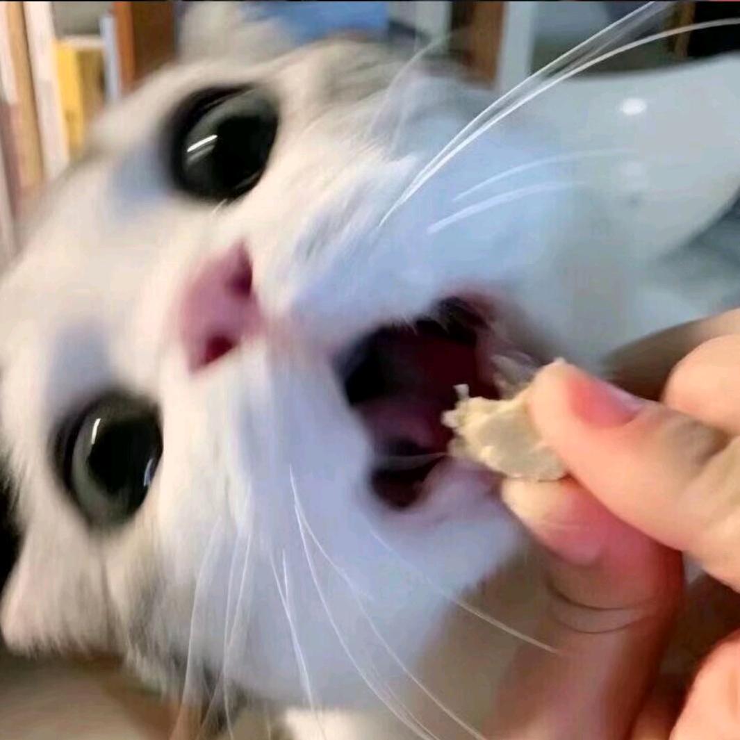 肉肉不睡觉🍤