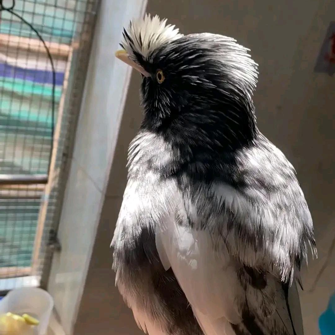 兴哥爱养鸟