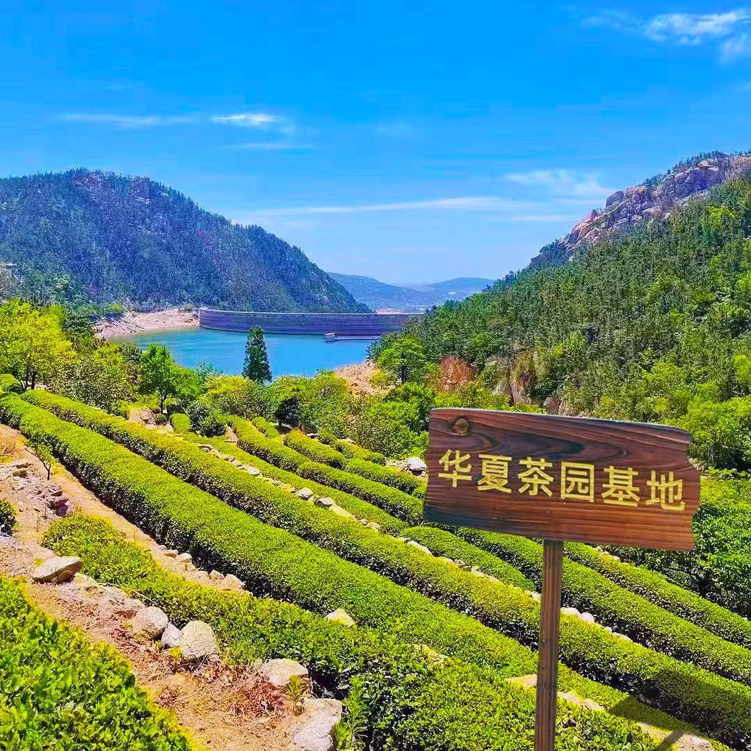 青岛华夏茶业