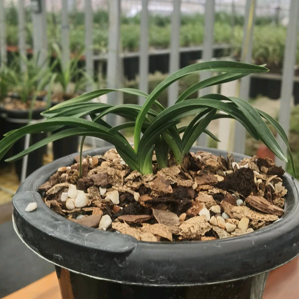 山珍兰花