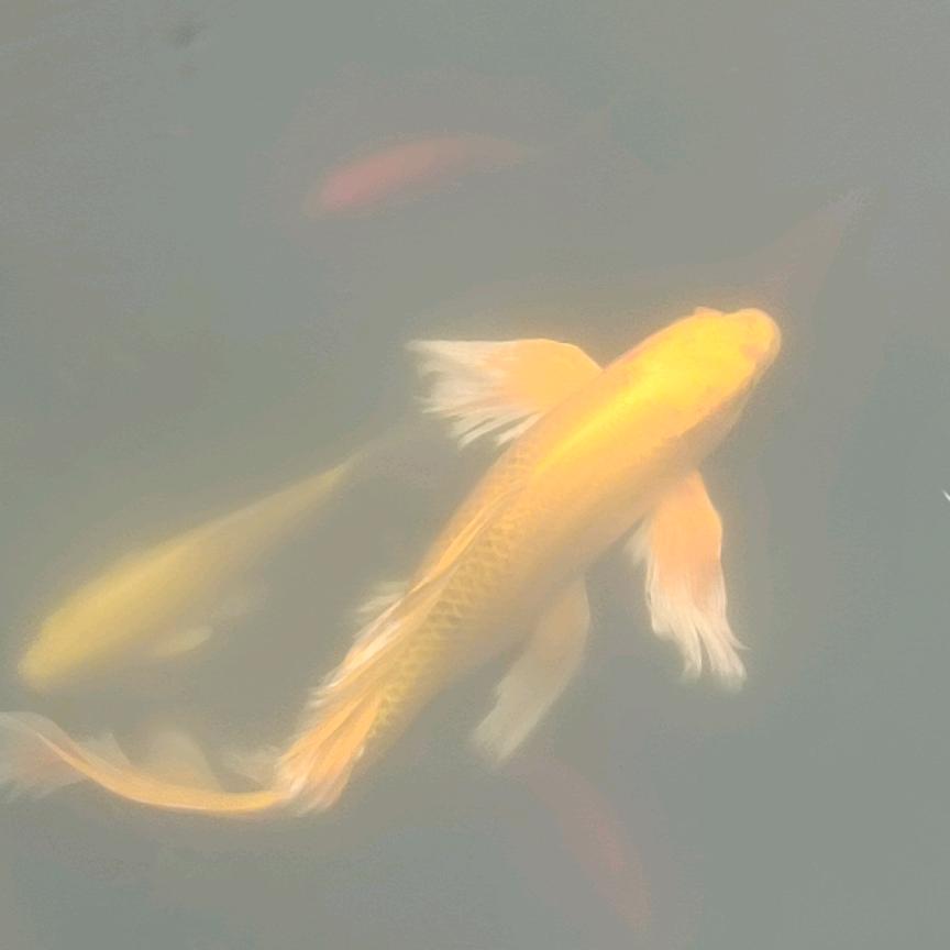 用户6655445147036小照子