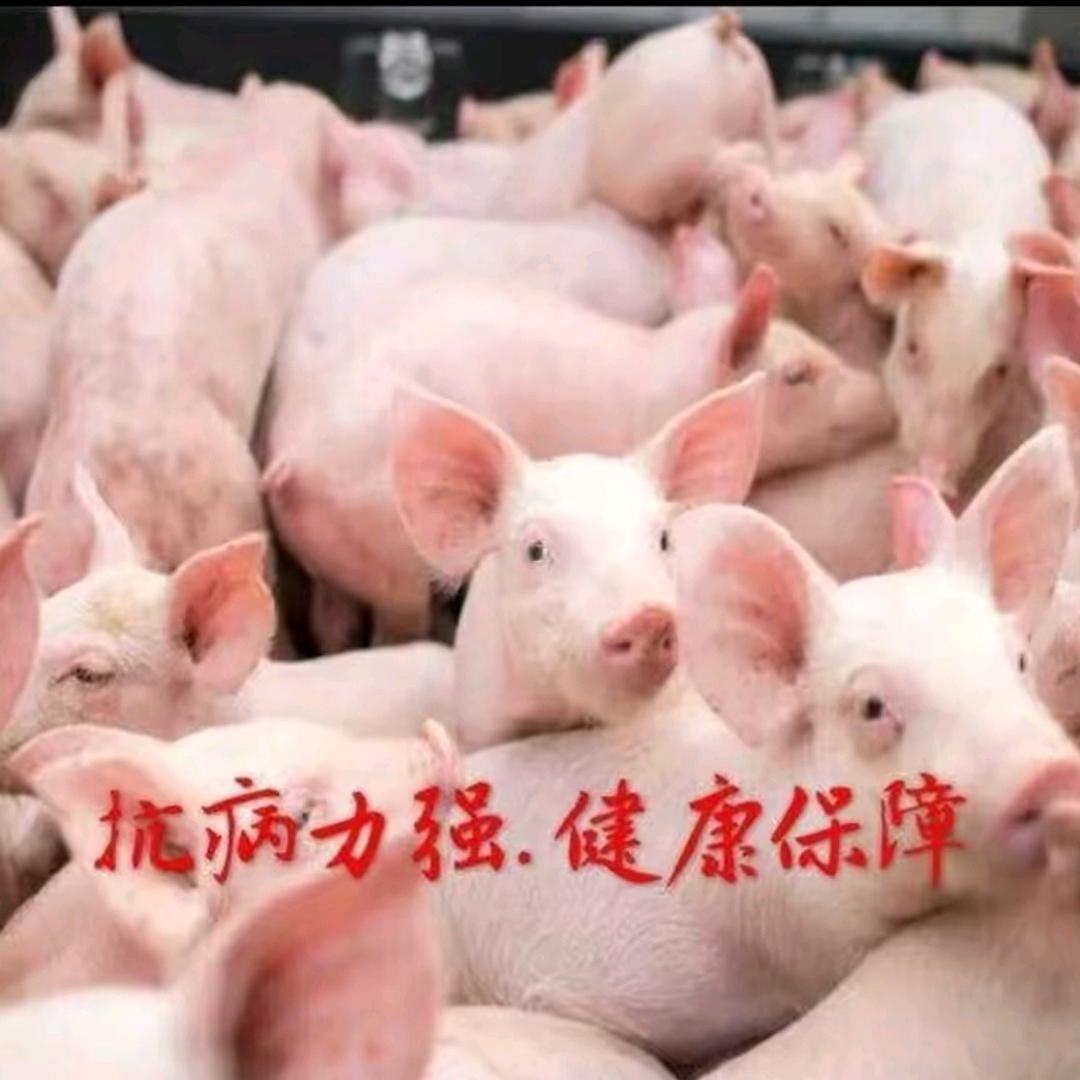 弘牧猪业（猪苗产销）