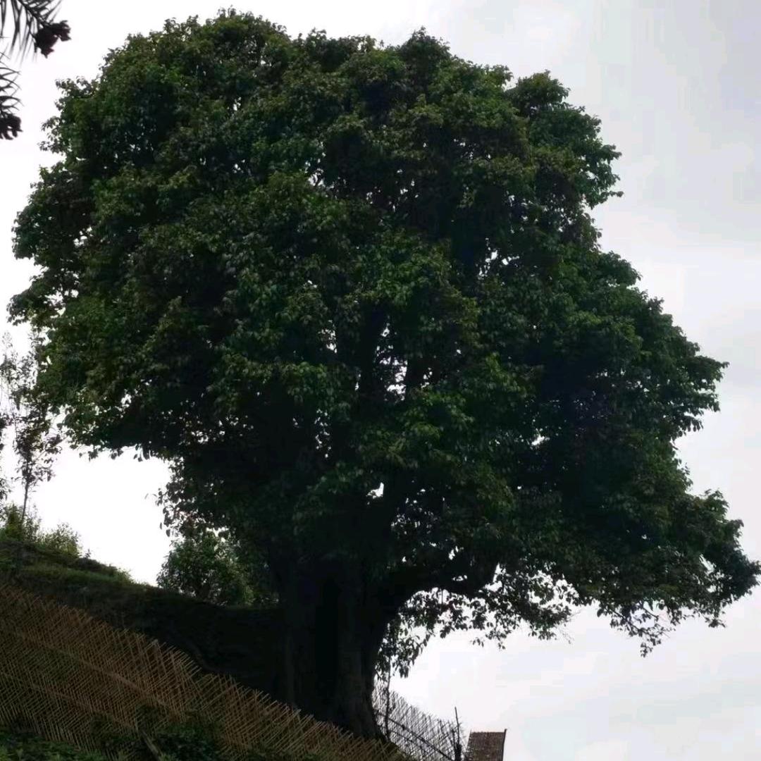 滇韵