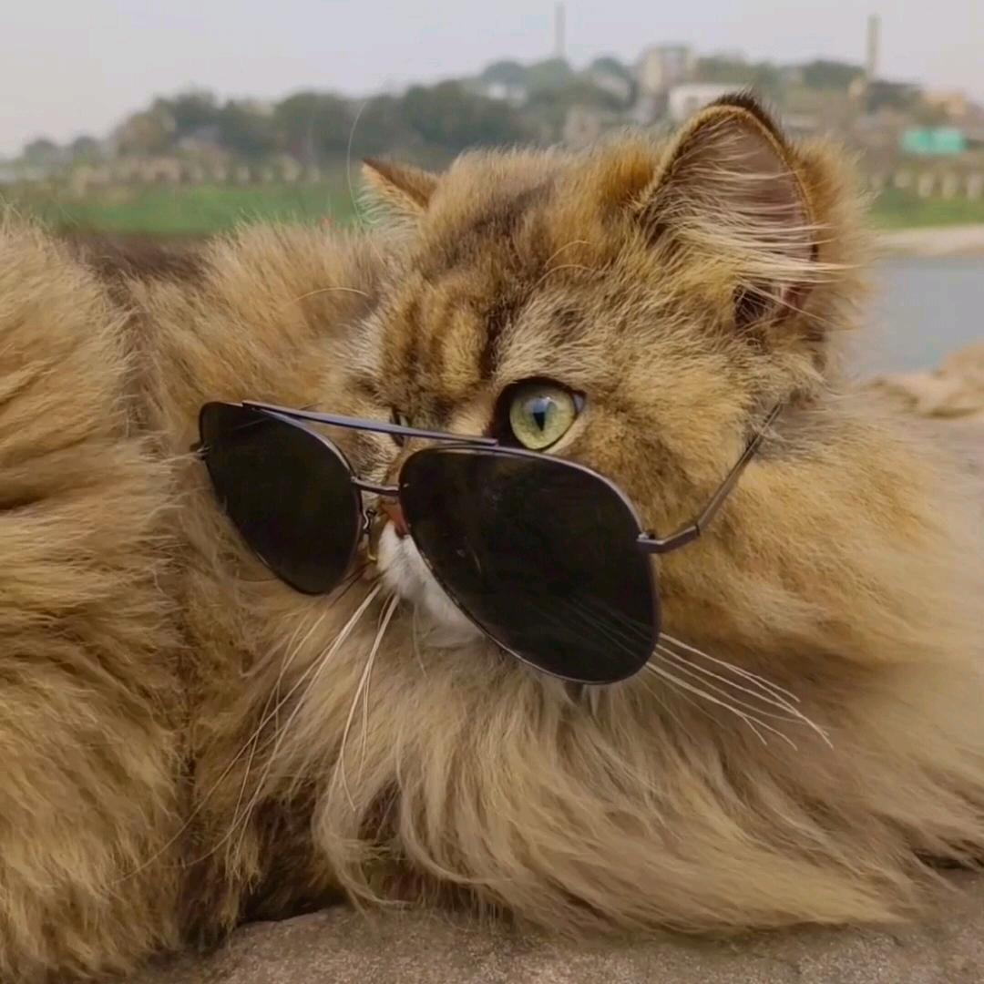 猫多多和虎崽子