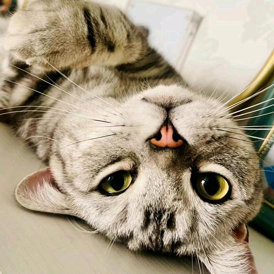 橘猫cat