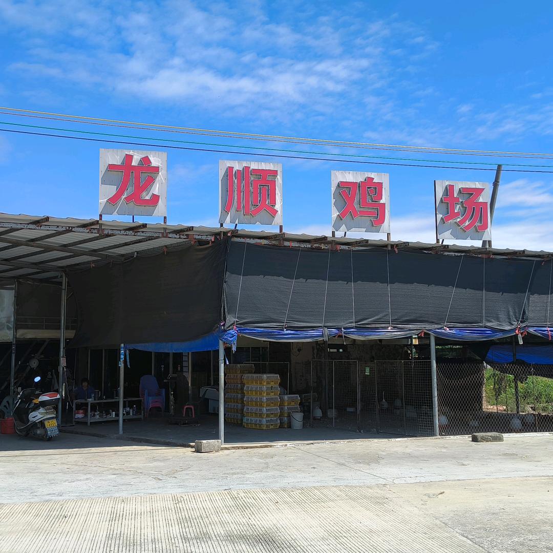 化州市同庆镇龙顺鸡场（1）