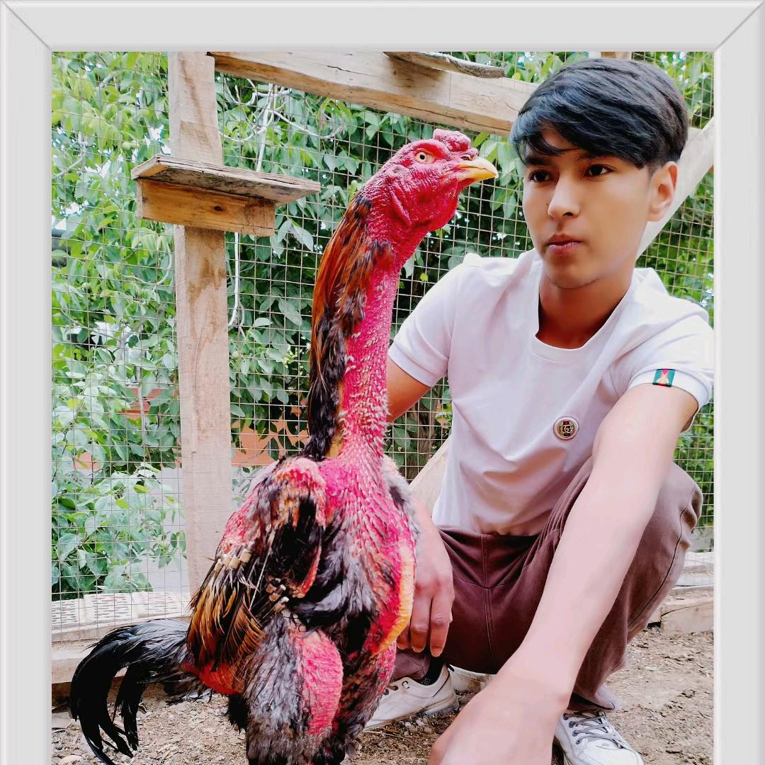 🐕新疆黑狼🐕