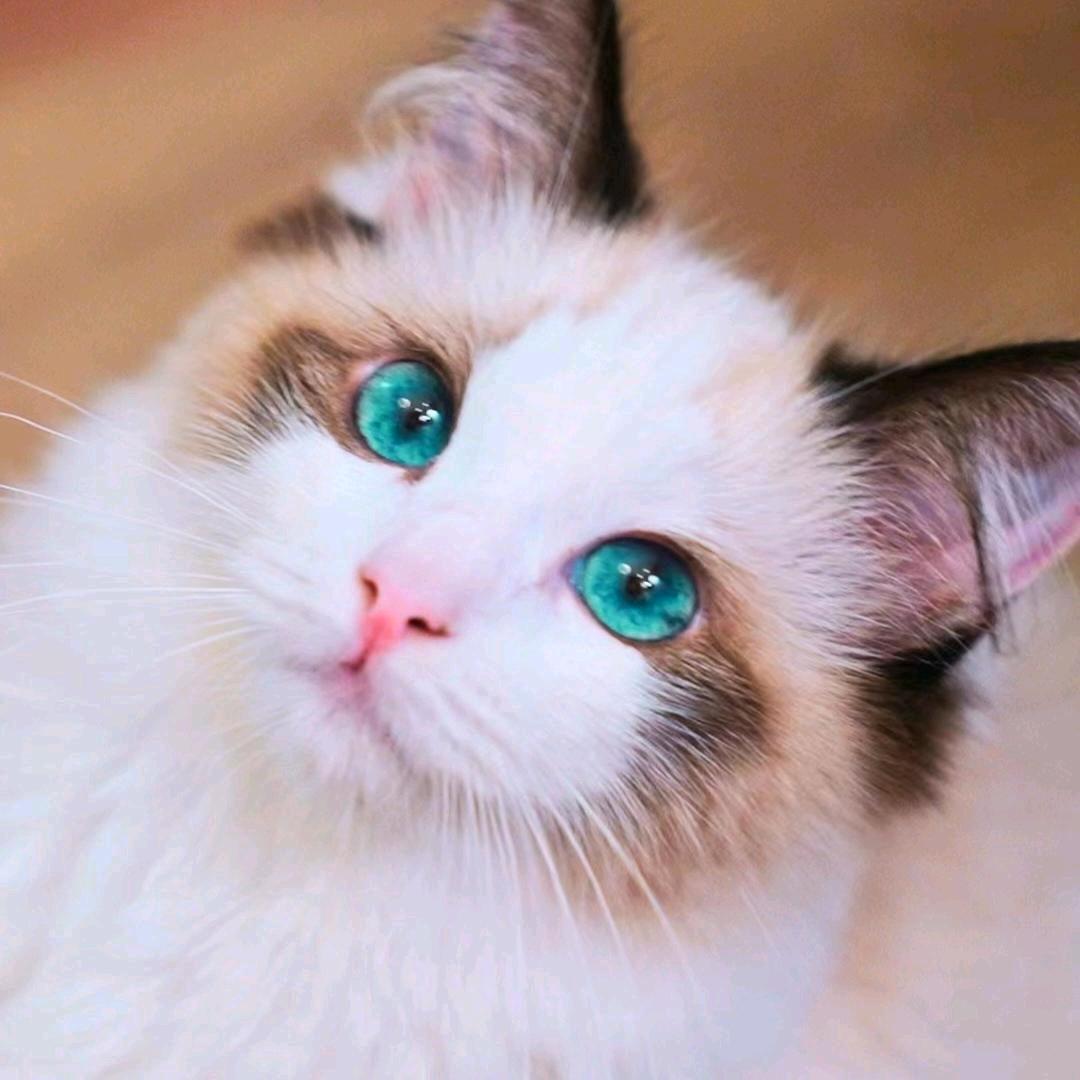 瑞辰华诺院猫-芋圆
