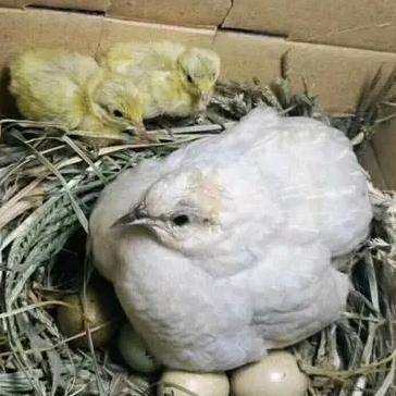 包头兴哥家芦丁鸡
