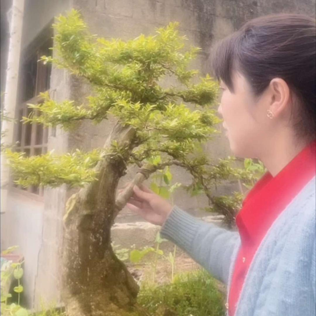 圆梦盆景