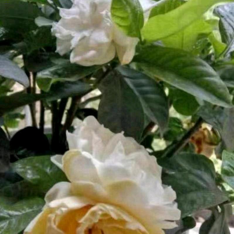 简简单单🌹🌹🌹🌹