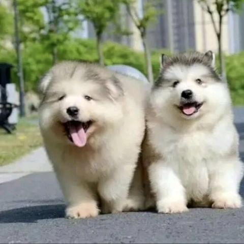 上海贝星宠物犬舍猫舍基地