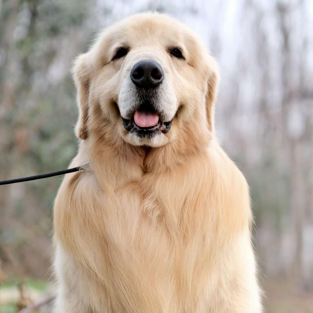 南阳卧龙清风犬舍