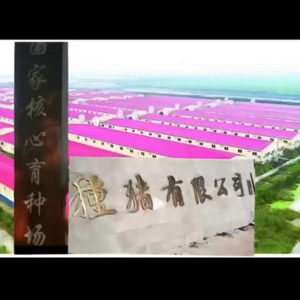 核心种猪培育场