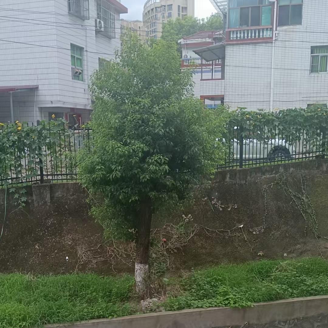 区蒂兴欣百货号