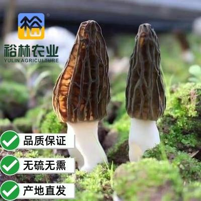 裕林菌菇农业