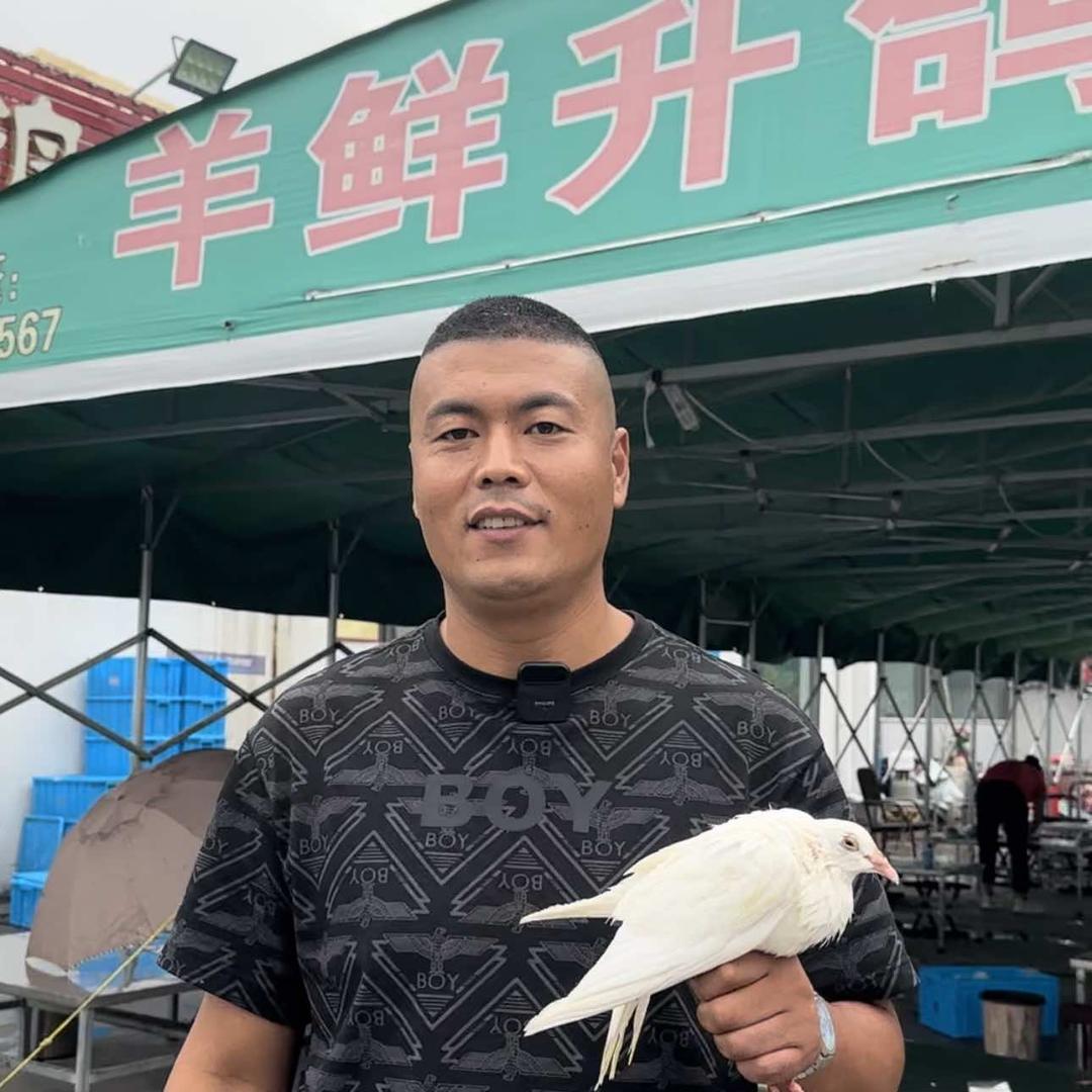 羊鲜升鸽子王（招人）