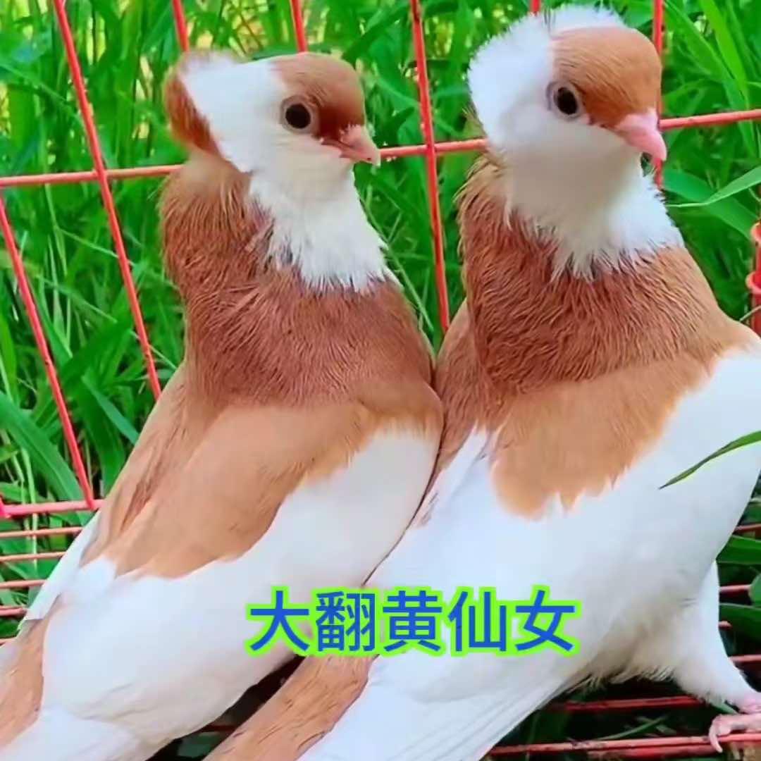 @观赏鸽养殖AAA