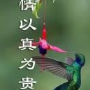 康定情歌