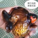 胡三夫人金鱼养殖