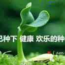 种子