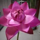 小芳