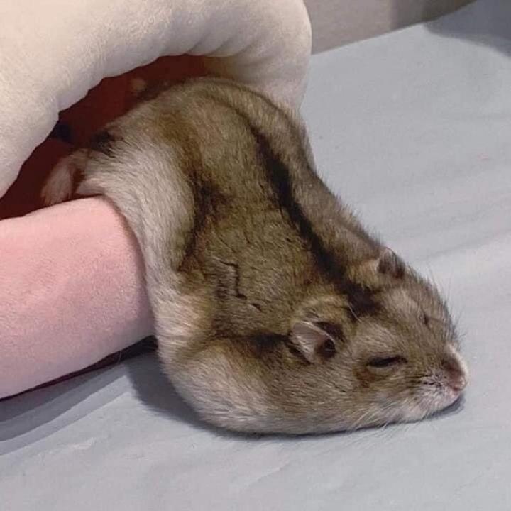 小懒虫萌宠头像